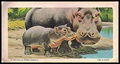 72BBATY 39 Hippopotamus
